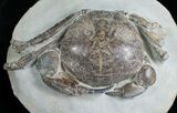 Giant Tumidocarcinus Giganteus Crab Fossil #4642-4